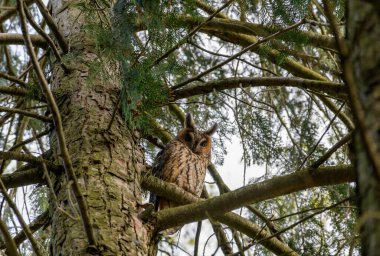 Bir baykuşun ağaç dalına konmuş alçak açılı görüntüsü.