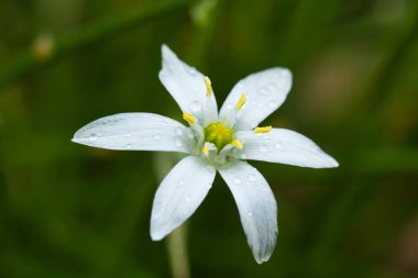 Bahçedeki çiğ beyazı bir zambak