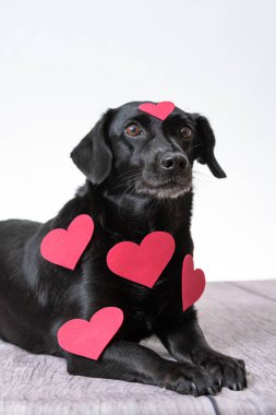 Beyaz arka planda kürkünde kalp şeklinde çıkartmalar olan siyah bir köpeğin dikey görüntüsü..