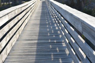 Sahilde gün ışığında Florida 'ya giden bir patika.