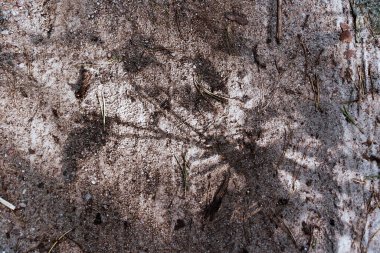 Güneşli bir günde, taştan bir gri duvarın üzerindeki ağaç gölgesinin güzel bir görüntüsü.