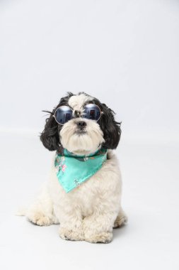 Beyaz arka planda mavi gözlükleri ve bandanası olan sevimli shih tzu 'nun dikey görüntüsü.