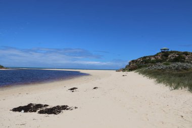 Kumsaldaki deniz yosunları Moore Nehri, Guilderton, Batı Avustralya 'daki bir martıyla birlikte.