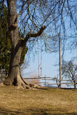 Arka planda bir ağacın dikey görüntüsü ve mavi gökyüzü..