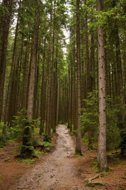 Bavyera Ormanı 'nda uzun bir yürüyüş yolunun dikey çekimi.