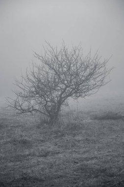 Sisli bir alanda çıplak bir ağaç siluetinin dikey gri tonda görüntüsü.