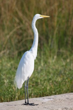 Büyük bir balıkçıl (Ardea alba), balıkçılgiller (Ardea) familyasından bir balıkçıl türü.