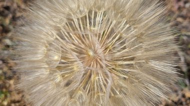 Bahçede büyüyen karahindiba tohumlarının yakın plan çekimi.