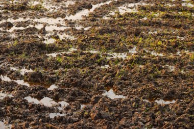 Pirinç tarlasının yakın plan çekimi.