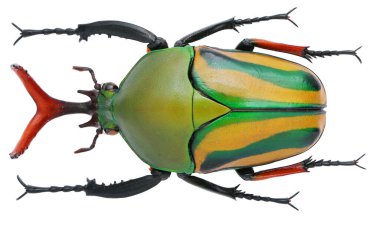 Güzel böcek koleksiyonu Renkli çiçek toplayıcıları.