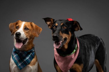 Stüdyoda gri arka planda iki sevimli köpek yavrusu