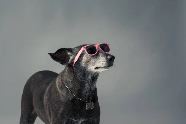 Uroczy Pies Różowych Okularach Przeciwsłonecznych Szarym Tle — Zdjęcie stockowe