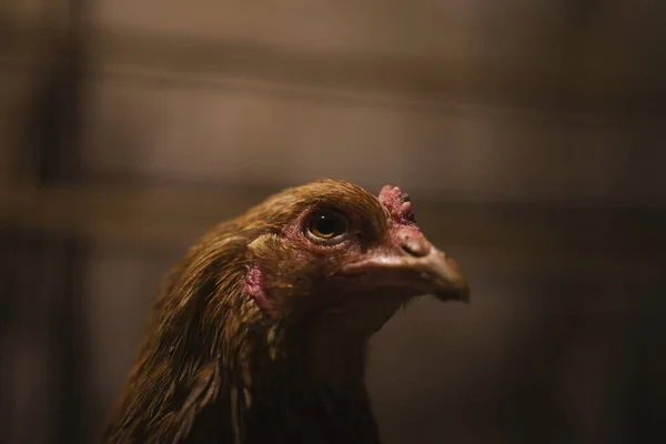 Selective Focus Shot Chickens Head — Stock Photo, Image