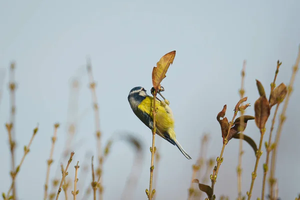 Closeup Blue Tit Perched Branch Tree Blue Sky — стоковое фото