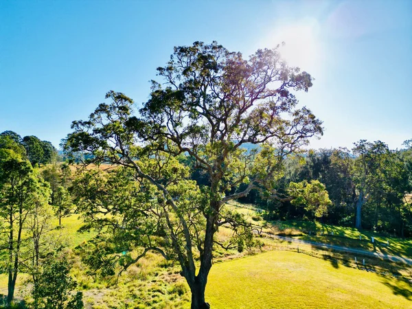 Letnie Słoneczne Drzewa Leśne Zielona Trawa Światłem Słonecznym — Zdjęcie stockowe