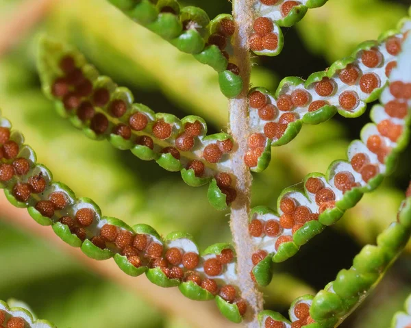 Een Macro Shot Van Een Polypodium Vulgare Van Allotetraploïde Soorten — Stockfoto