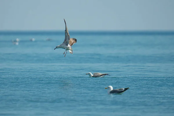 Eine Möwe Landet Auf Dem Wasser Während Andere Schwimmen — Stockfoto