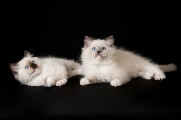 Beautiful Shot Two Ragdoll Kittens Isolated Black Background — Stock Photo, Image