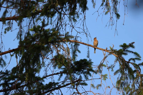 Ein Niedlicher Vogel Thront Einem Sonnigen Tag Auf Einem Ast — Stockfoto