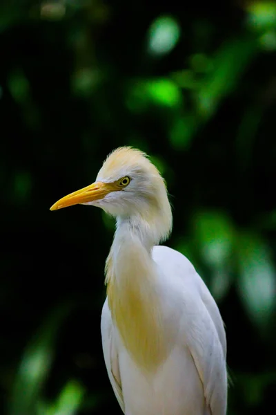 Пташиному Парку Куала Лумпур Розлога Чапля — стокове фото