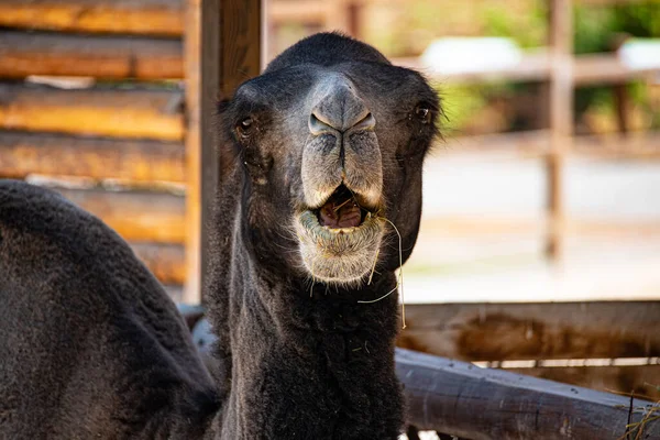 エレバン動物園の黒いラクダの顔の表情 — ストック写真