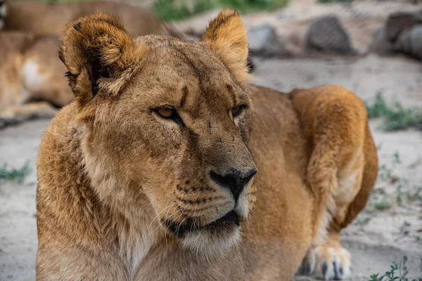 동물원에서 사자를 선별적으로 집중시키는 — 스톡 사진