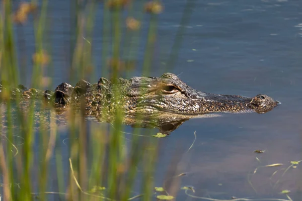 Närbild Krokodilen Flyter Vattenytan — Stockfoto