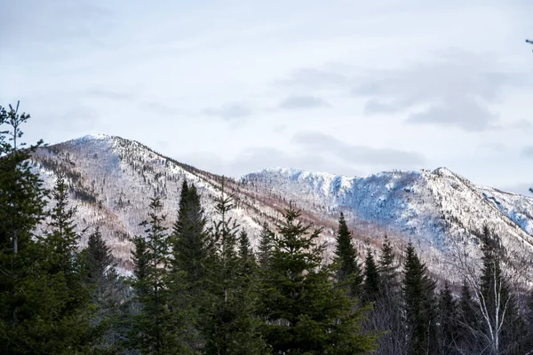 Ένα Πευκόφυτο Δάσος Στην Πλαγιά Του Βουνού Βουνά Καλυμμένα Χιόνι — Φωτογραφία Αρχείου