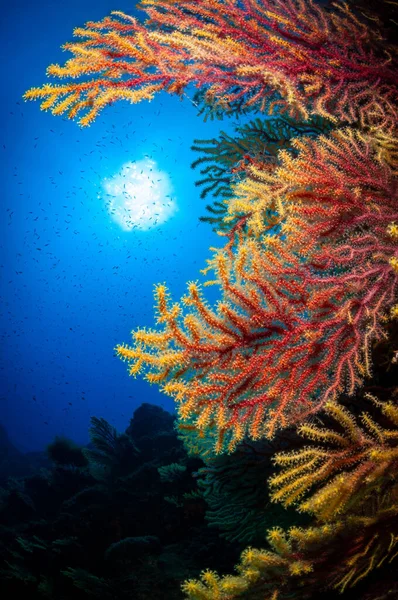 Вертикальний Знімок Помаранчевих Комірок Крихітної Риби Плаває Під Морем — стокове фото