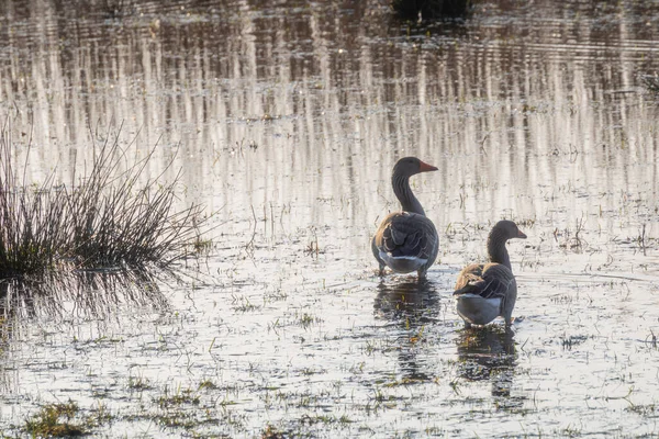 Gros Plan Deux Canards Mignons Marchant Sur Lac Dans Soirée — Photo