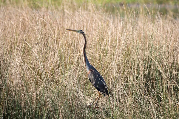 畑の中の大きな青いサギ — ストック写真