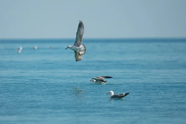 Eine Gruppe Möwen Landet Auf Dem Meerwasser — Stockfoto