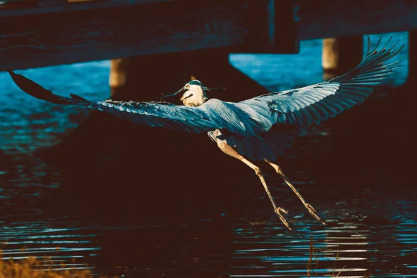 Hermoso Vuelo Ave Marina Volando Sobre Agua — Foto de Stock