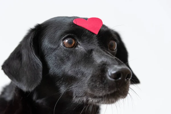 A black dog with a heart-shaped sticker on its forehead on the white background.