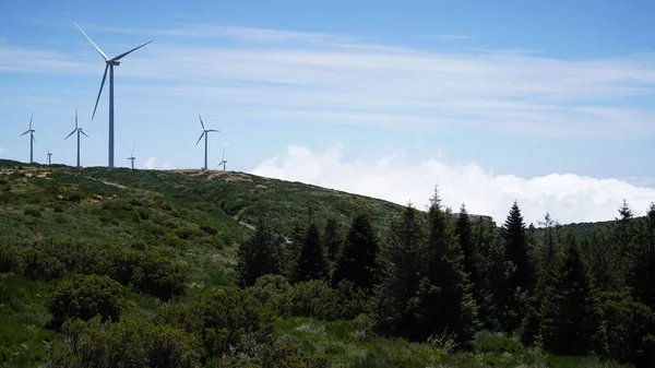 Ein Windkraftpark Der Nähe Eines Kiefernwaldes — Stockfoto