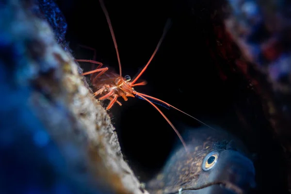 Closeup Shot Caridean Shrimp Fish Ocean — Stock Photo, Image