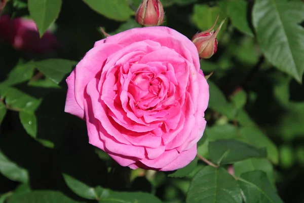 庭に緑の葉でピンクのバラの選択的なフォーカスショット — ストック写真