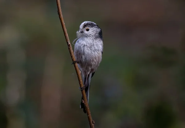 Closeup Shot Long Tailed Tit Bird Species Looking Side Narrow — Stockfoto