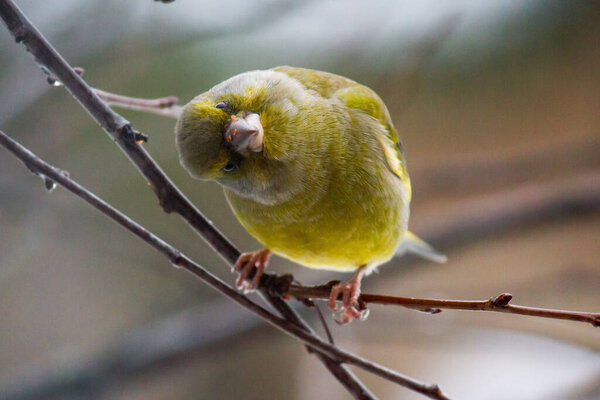 A closeup of the European greenfinch, Chloris chloris perched on the twig.