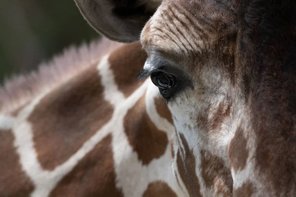 Closeup Shot Beautiful Giraffe Striped Brown Skin Dark Eye — Stock Photo, Image