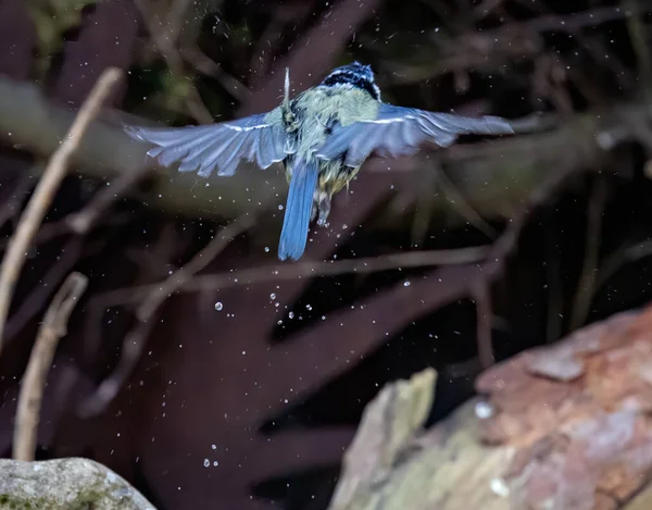 Shallow Focus Shot Wet Feather Eurasian Blue Tit Bird Splashing — Photo