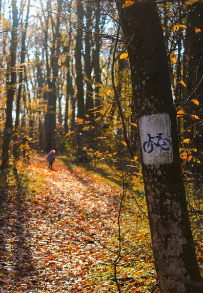 Eine Vertikale Aufnahme Eines Fahrradschildes Baumstamm Herbstlichen Wald Ausgewählte Schwerpunkte — Stockfoto