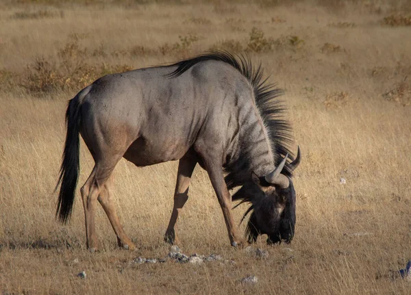 Wildebeest Che Caccia Sul Campo — Foto Stock