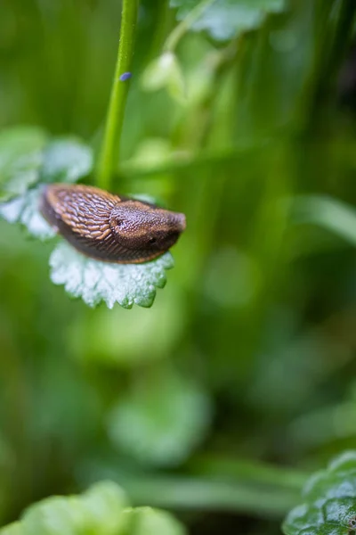 Gros Plan Vertical Une Limace Brune Sur Une Feuille — Photo