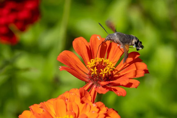 Koliber Jastrząb Ćma Zapylająca Pomarańczowy Wspólny Kwiat Cynku — Zdjęcie stockowe