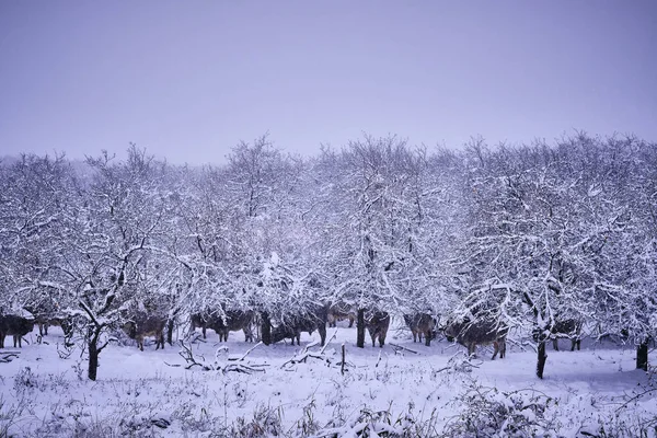 Neklerle Dolu Küçük Bir Elma Bahçesi Kışın Karla Kaplı Atlar — Stok fotoğraf