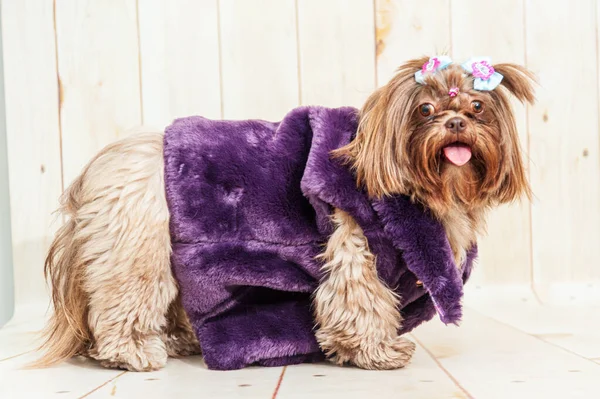 Mor Kürk Ceket Giyen Şık Bir Shih Tzu Köpeği Bulanık — Stok fotoğraf