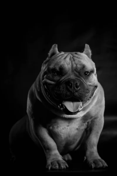 Вертикальный Снимок Оттенках Серого Изображением Головы Собаки Тёмном Фоне — стоковое фото