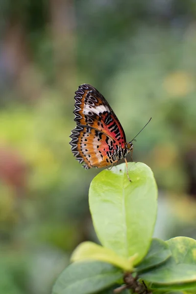 Вертикальный Снимок Кружевной Бабочки Зеленом Листе — стоковое фото