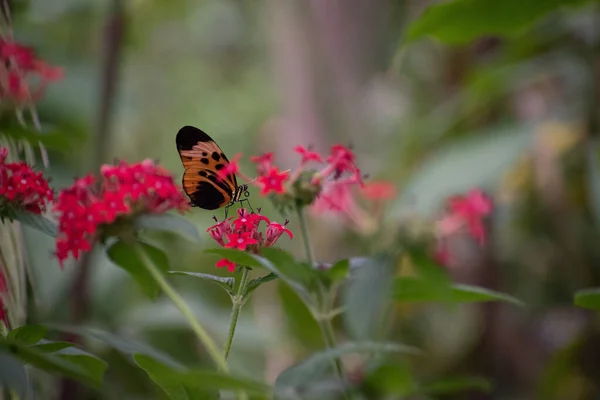 Eine Selektive Fokusaufnahme Eines Orangen Schwarzen Schmetterlings Auf Roten Blumen — Stockfoto